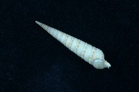 藏品(蒼白筍螺 )的圖片